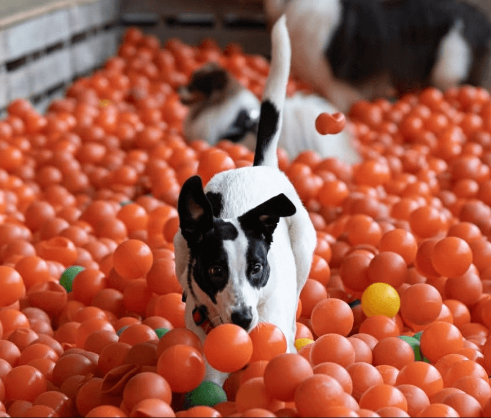 Estância Pet — bolinhas coloridas para pets