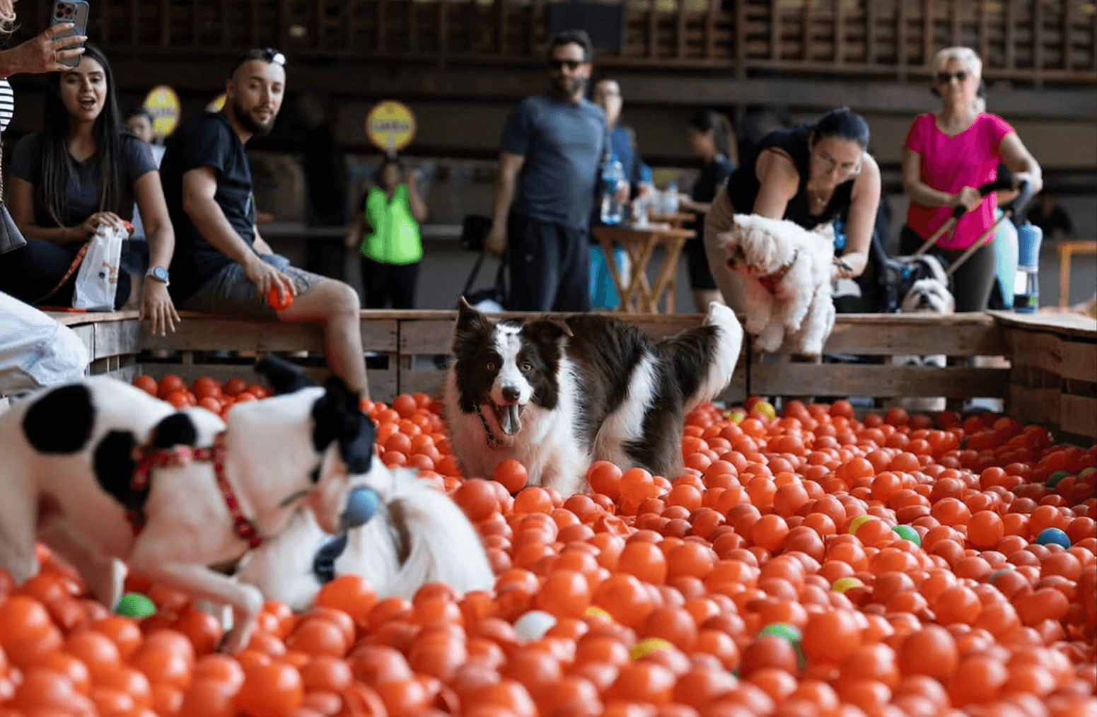 Estância Pet — espaço kids para pets