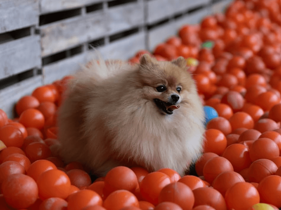 Estância Pet — projeto com bolinhas Play & Cia